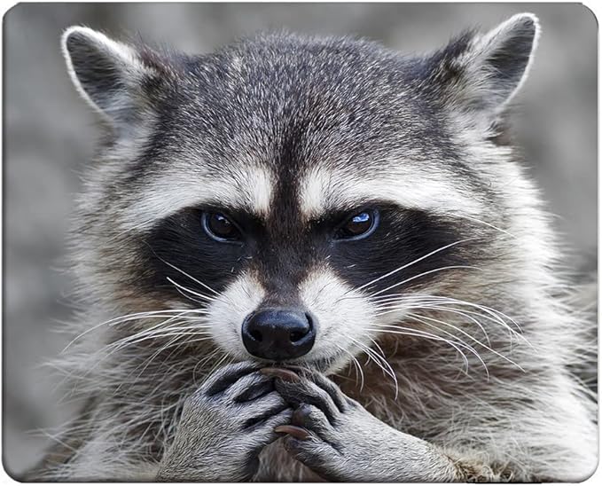Raccoon Rectangle Gaming Mousepad Lovely Raccoon Whild Animal Mouse Pad Mouse Mat for Computer Desk Laptop Office 9.5 X 7.9 Inch Non-Slip Rubber
